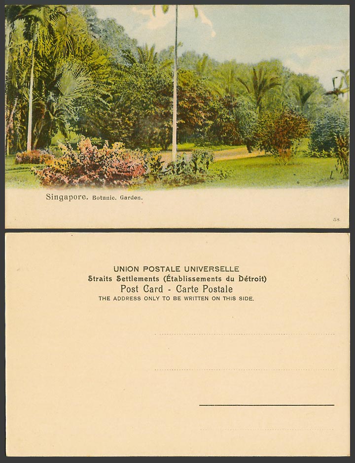 Singapore Old Colour Postcard Botanical Gardens Botanic Garden Palm Trees No. 58