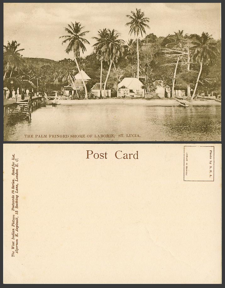 Saint St. Lucia Old Postcard The Palm Fringed Shore of Laborie Palm Trees Houses
