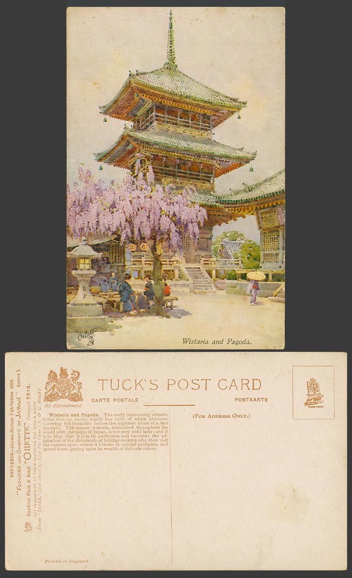 Japan Ella du Cane 1910 Old Tuck's Oilette Postcard Wistaria Blossoms, Pagoda 紫藤