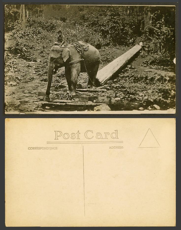 Singapore Old Real Photo Postcard Malay Elephant Rider at Work Moving Timber Log