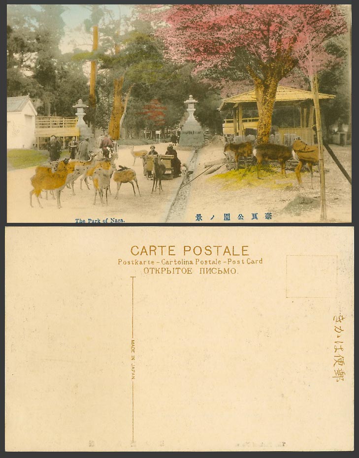 Japan Old Hand Tinted Postcard Kasuga Park, Nara, Deer, Cherry Blossoms Lanterns