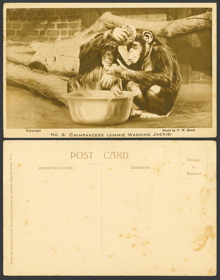 Chimpanzees Monkeys, Jimmy Jimmie Washing Jackie London Zoo Animals Old Postcard