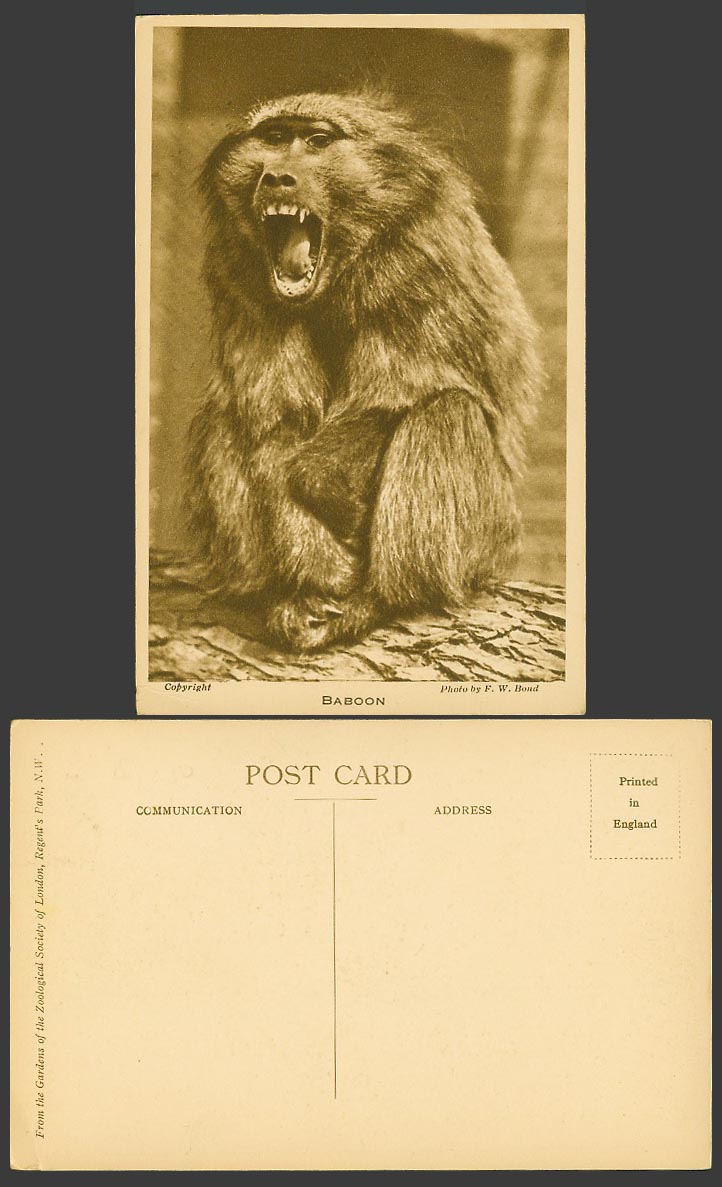 Baboon Monkey Zoo Animal London Zoological Gardens Photo by FW Bond Old Postcard
