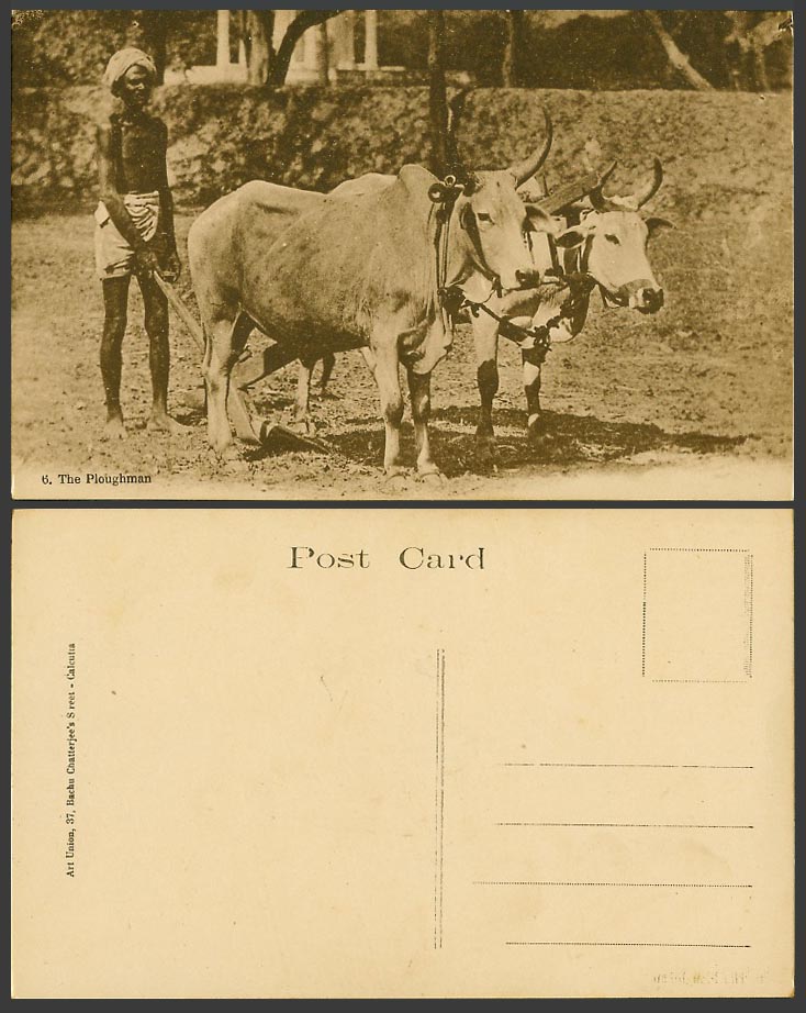 India Old Postcard The Ploughman Native Farmer Cattle Bull Oxen Ploughing Fields