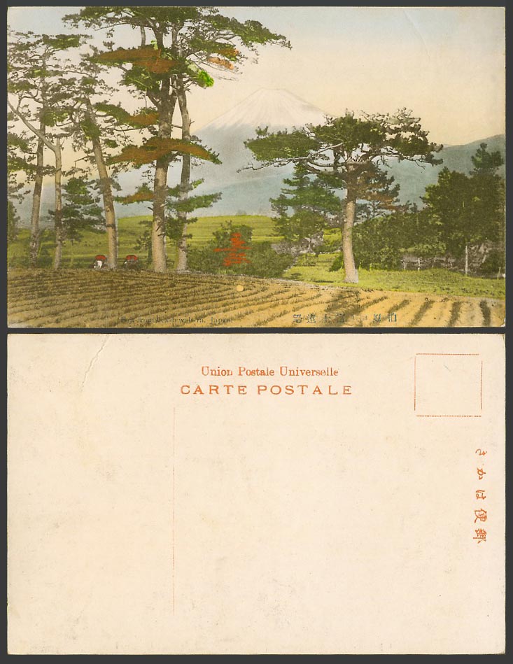 Japan Old Hand Tinted Postcard Mt. Fuji from Kashiwaba Paddy Field Pine Trees 柏原