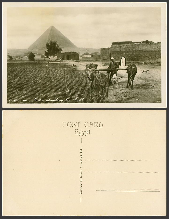 Egypt Old Real Photo Postcard Cairo Pyramid Giza Cattle Native Ploughing Fields