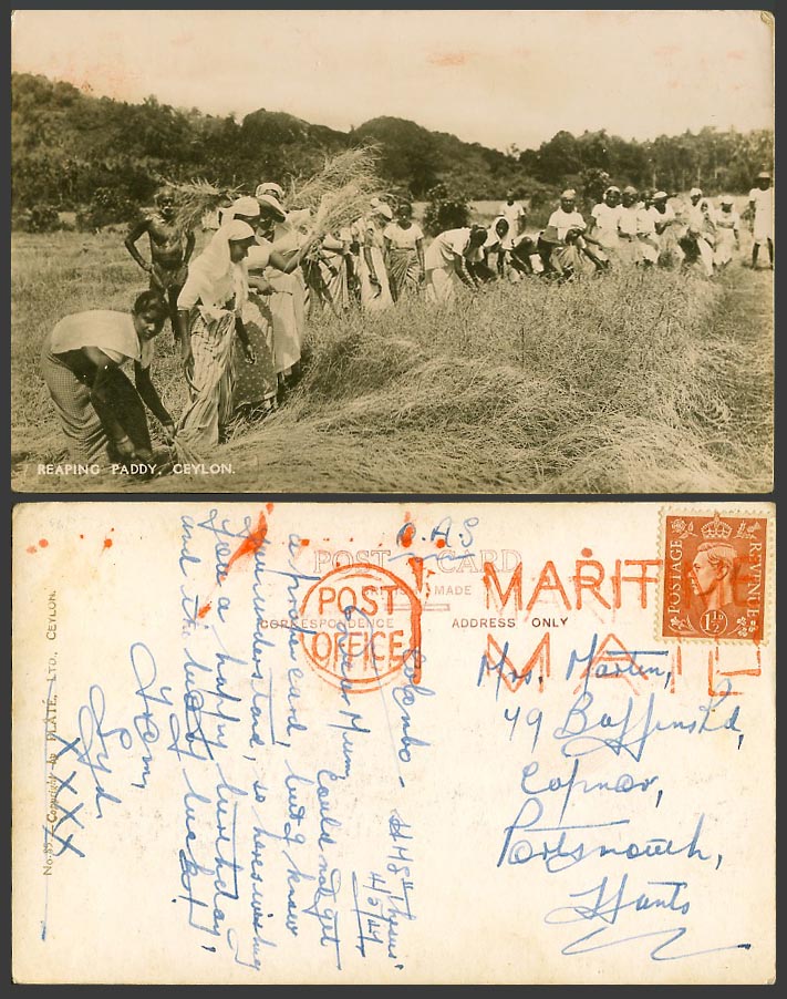 Ceylon, Maritime Mail Post Office OAS 1949 Old Real Photo Postcard Reaping Paddy