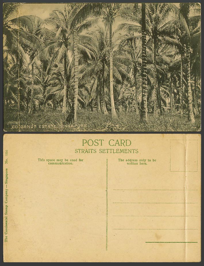 Singapore Old Postcard Coconut Cocoanut Estate Palm Trees Continental Stamp 1056