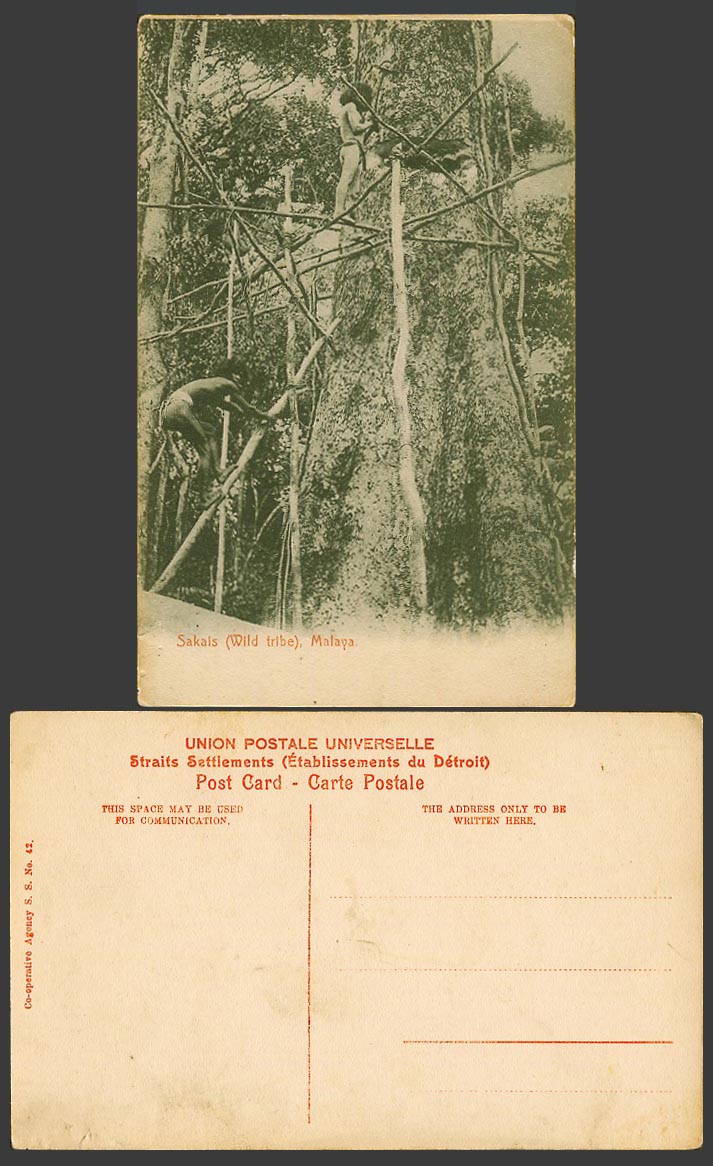 Malaya Perak Old Postcard Sakais Wild Tribe, Native Sakeis Men Climbing Big Tree