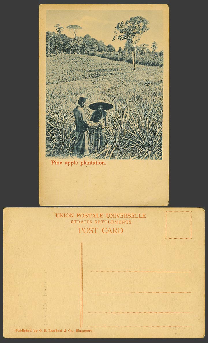 Singapore Old Postcard Pineapple Pine Apple Plantation - Malay Farmers wear Hats