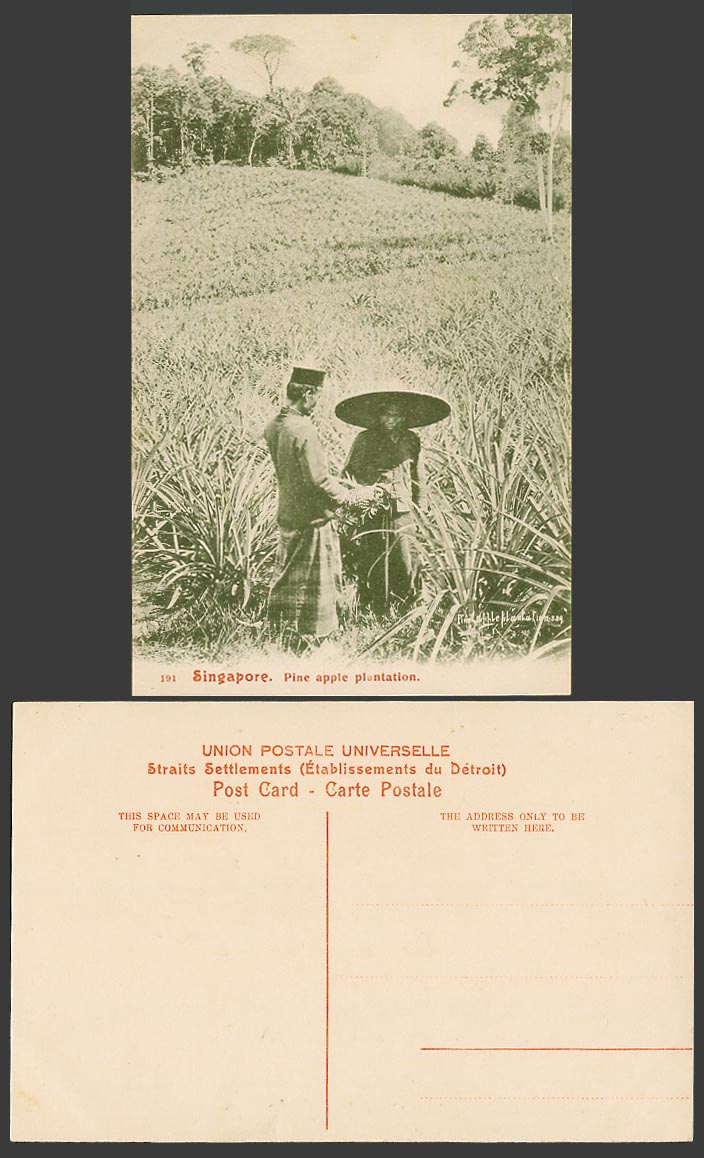 Singapore Old Postcard Pineapple Pine Apple Plantation Malay Farmers Malaya 191.