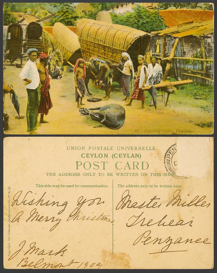Ceylon Old Postcard Branding Cattle Colombo, Native Bullock Carts Ethnic Life 49