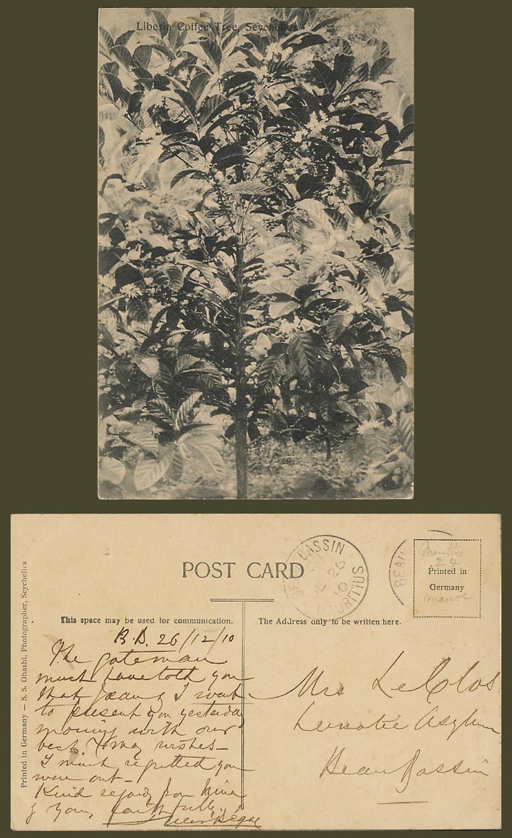 Seychelles 1910 Old Postcard Liberian Liberia Coffee Tree, Beau Bassin Postmarks