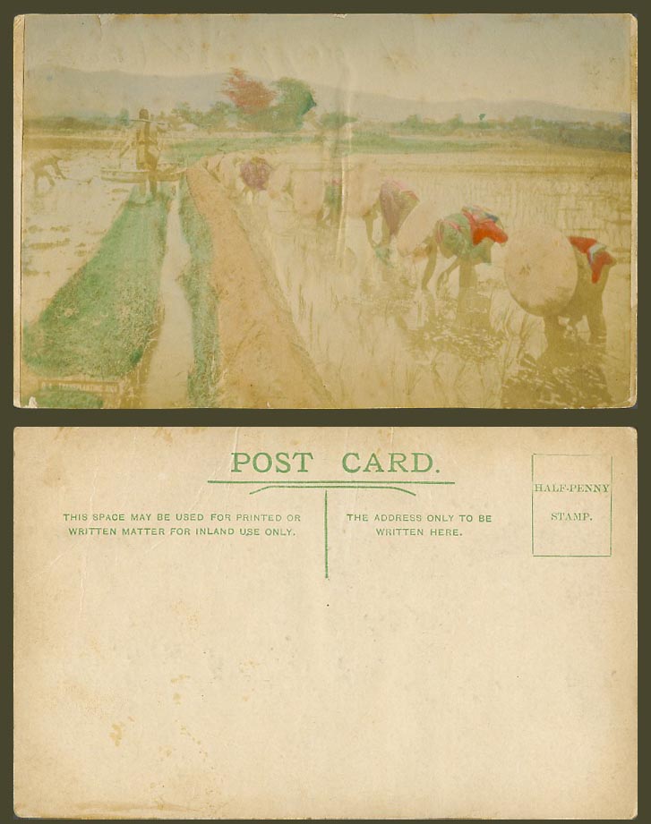 Japan Old Hand Tinted Picture on Postcard Native Japanese Farmers Planting Rice