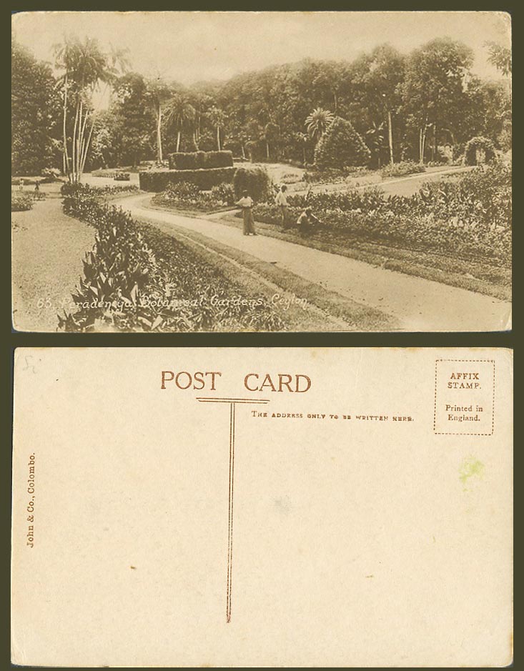 Ceylon Old Postcard Peradeniya Botanical Gardens Botanic Garden Man Palm Tree 63