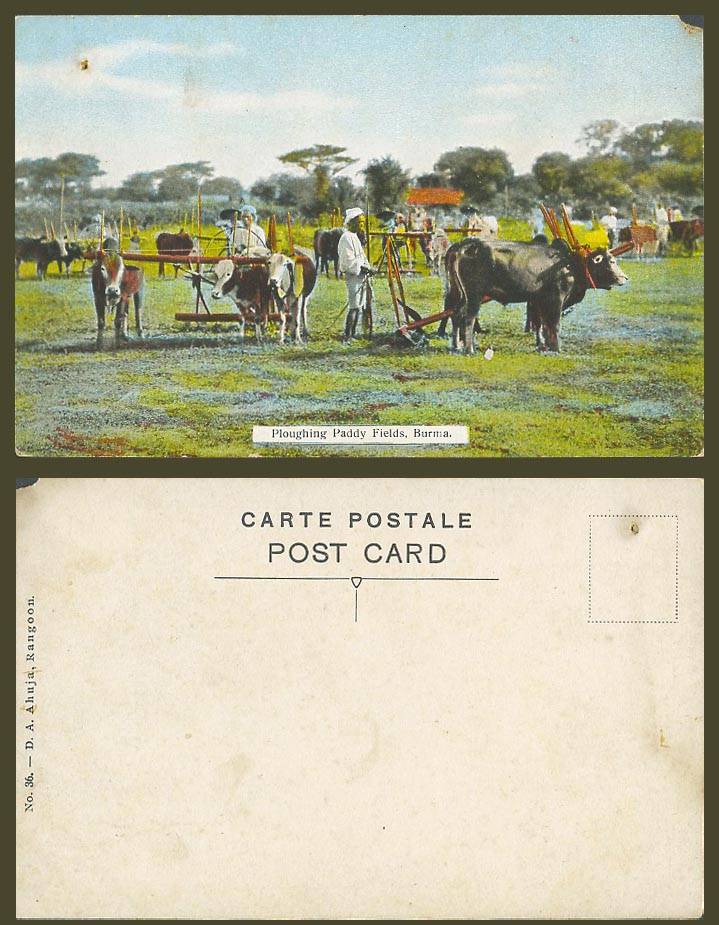 Burma Old Colour Postcard Native Burmese Farmers - Cattle Ploughing Paddy Fields