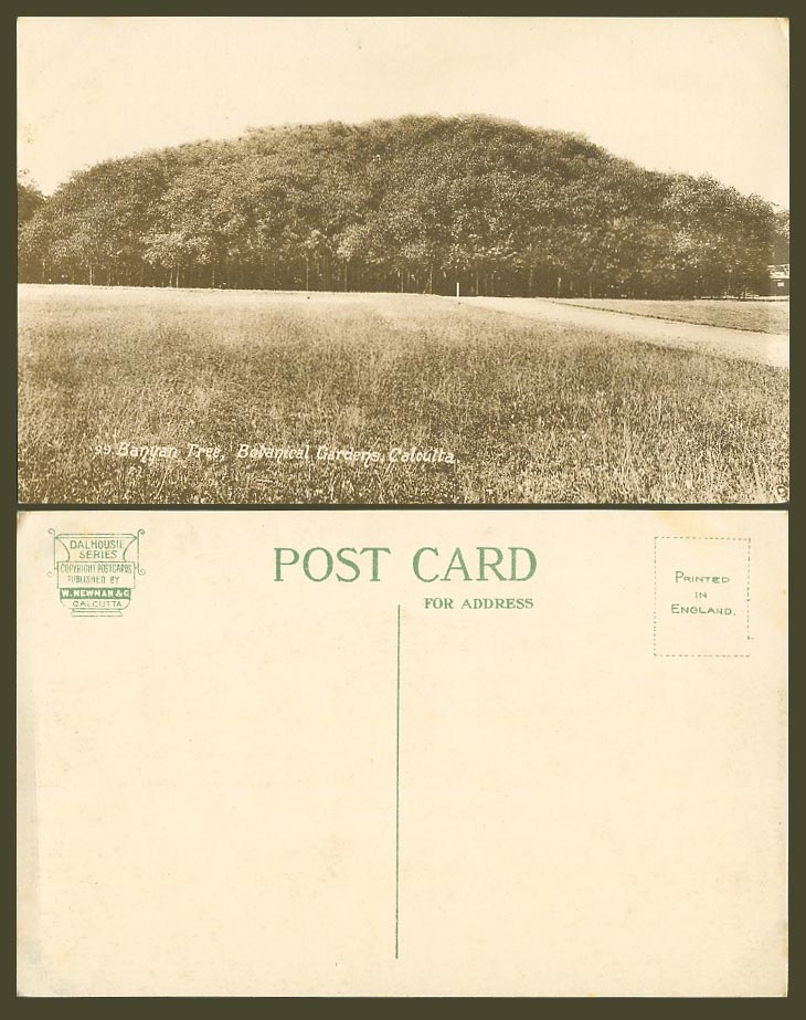 India Old Postcard Great Banyan Tree Calcutta Dalhousie Series W. Newman & Co 99