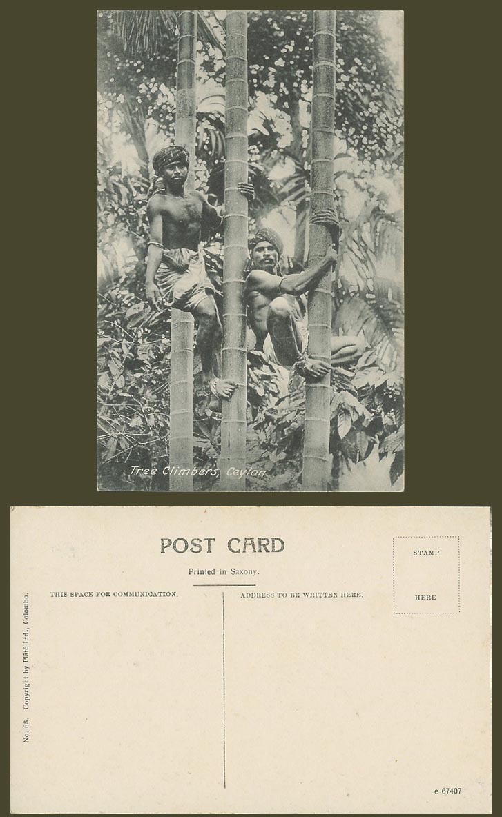 Ceylon Old Postcard TREE CLIMBERS Natives Climbing Trees Barefoot Ethnic Life 68