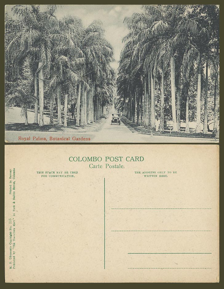 Ceylon Old Postcard Royal Palms, Botanical Garden, Palm Trees, Vintage Motor Car