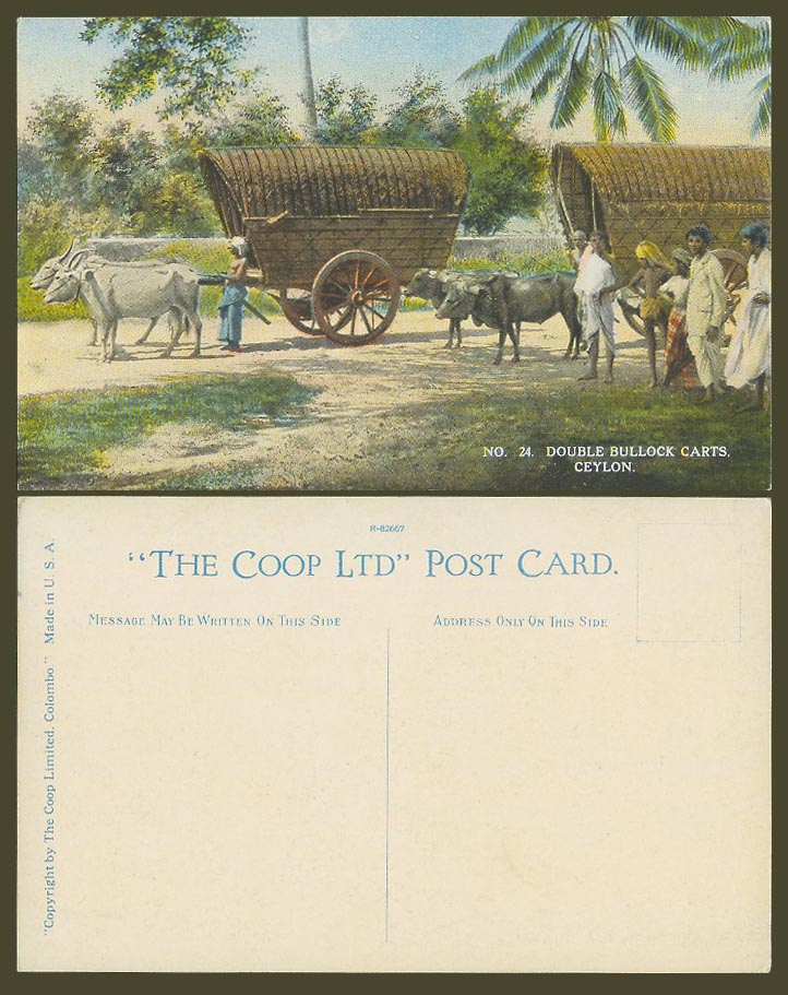 Ceylon Old Colour Postcard Double Bullock Carts, Native Drivers Men The Coop Ltd