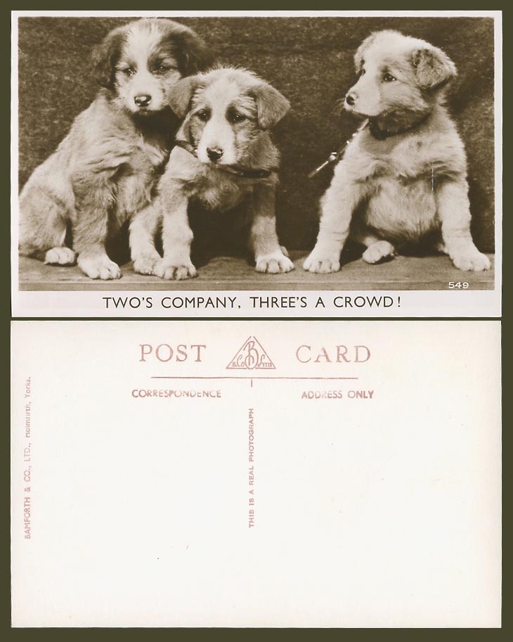 Dogs Puppies Two's Company Three's a Crowd, Pets Animals Old Real Photo Postcard
