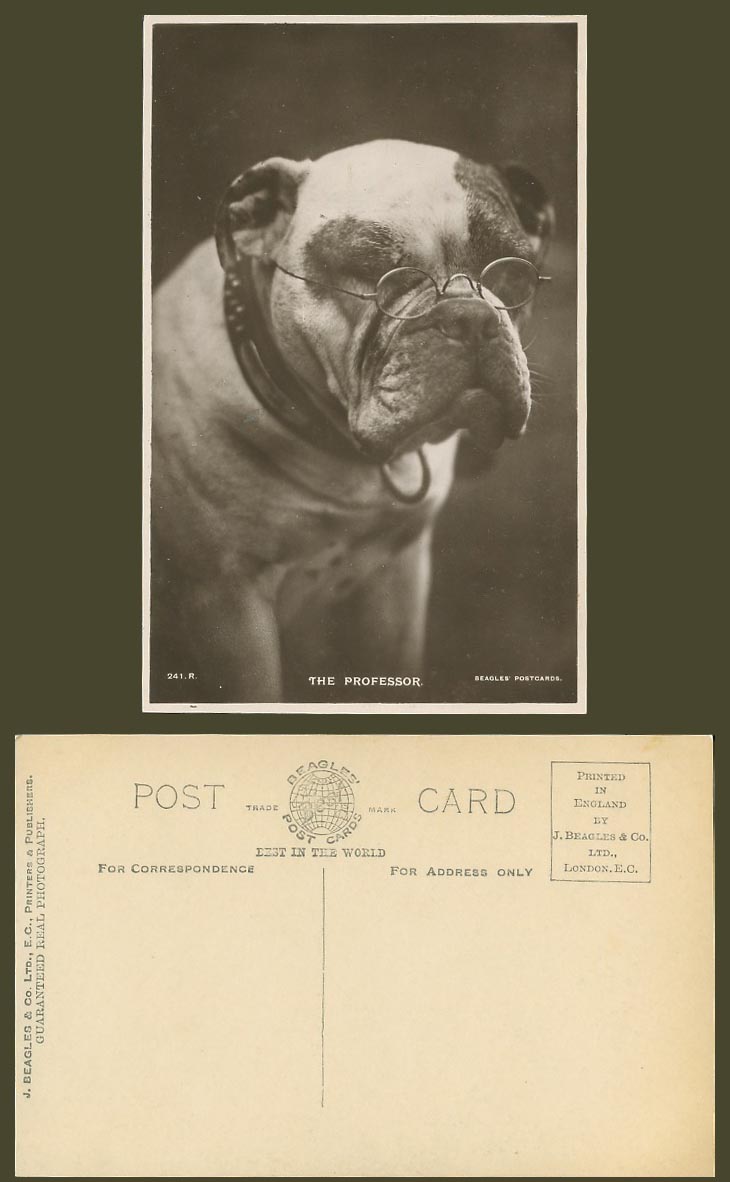 BULL DOG BULLDOG wearing Spectacles Glasses - Professor Old Real Photo Postcard