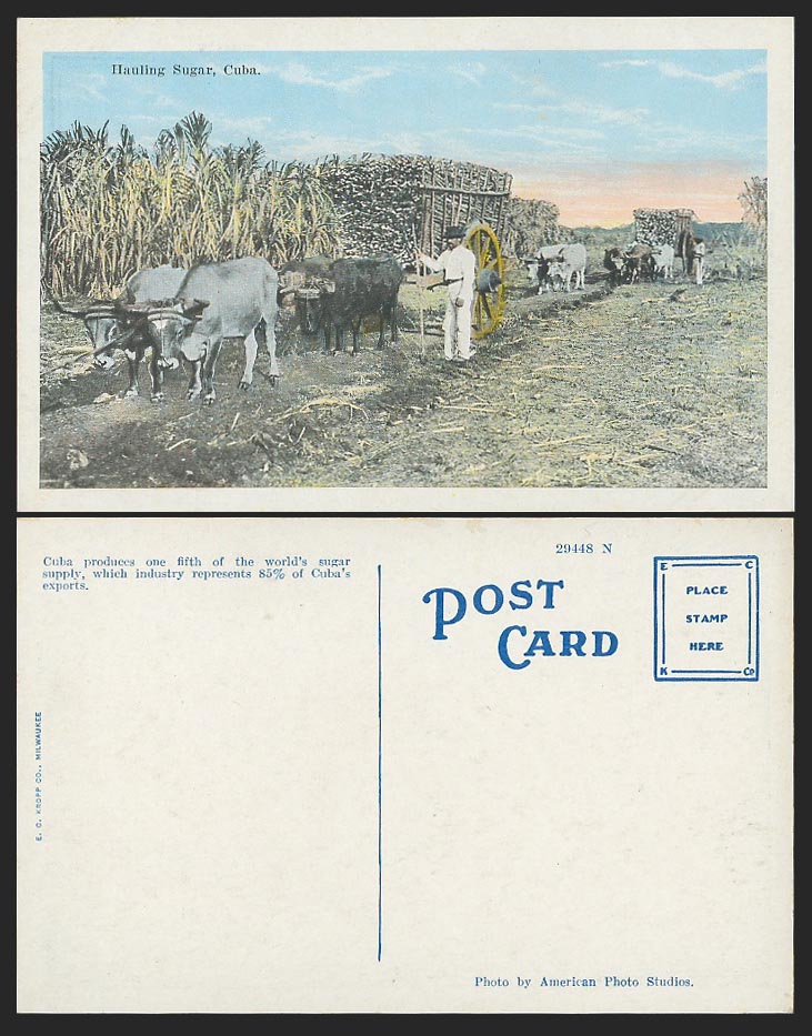 Cuba Old Colour Postcard Havana Habana Cattle Carts Hauling Sugar Canes, Farmers