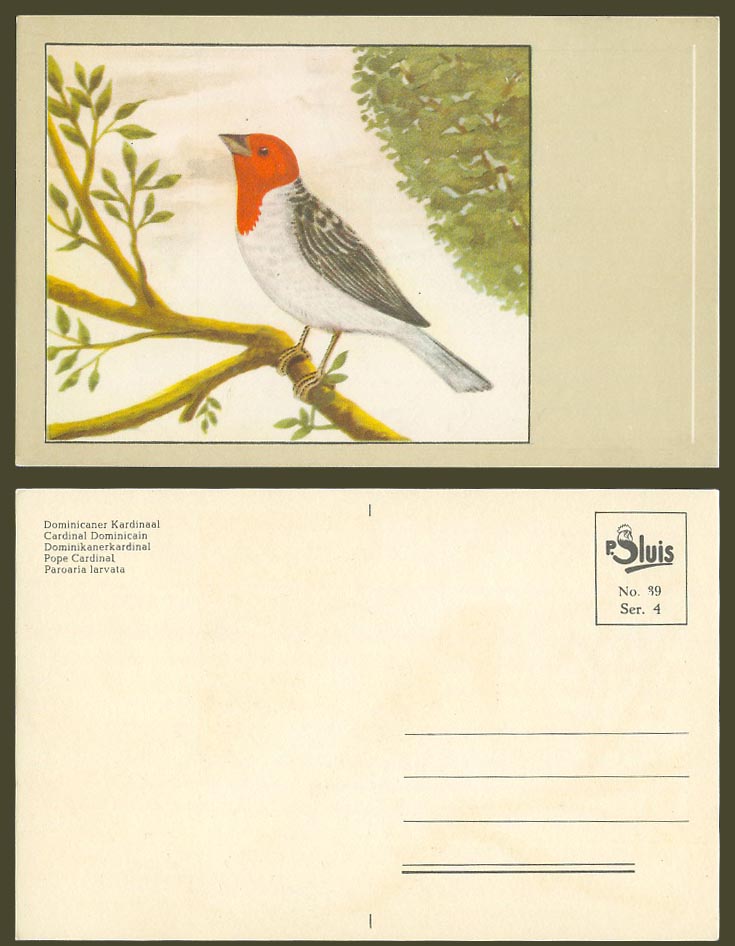 Pope Cardinal Bird, Art Drawn Old Postcard Cardinal Dominicain, Paroaria Jarvata