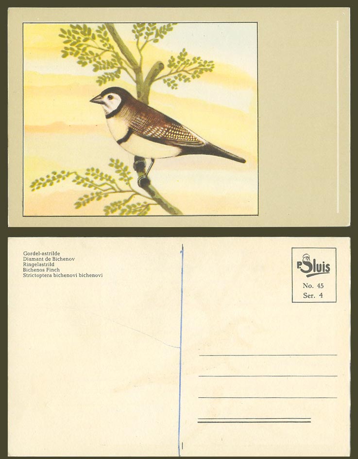 Bichenos Finch Bird Artist Drawn Old Postcard Diamant de Bichenov, Ringelastrild