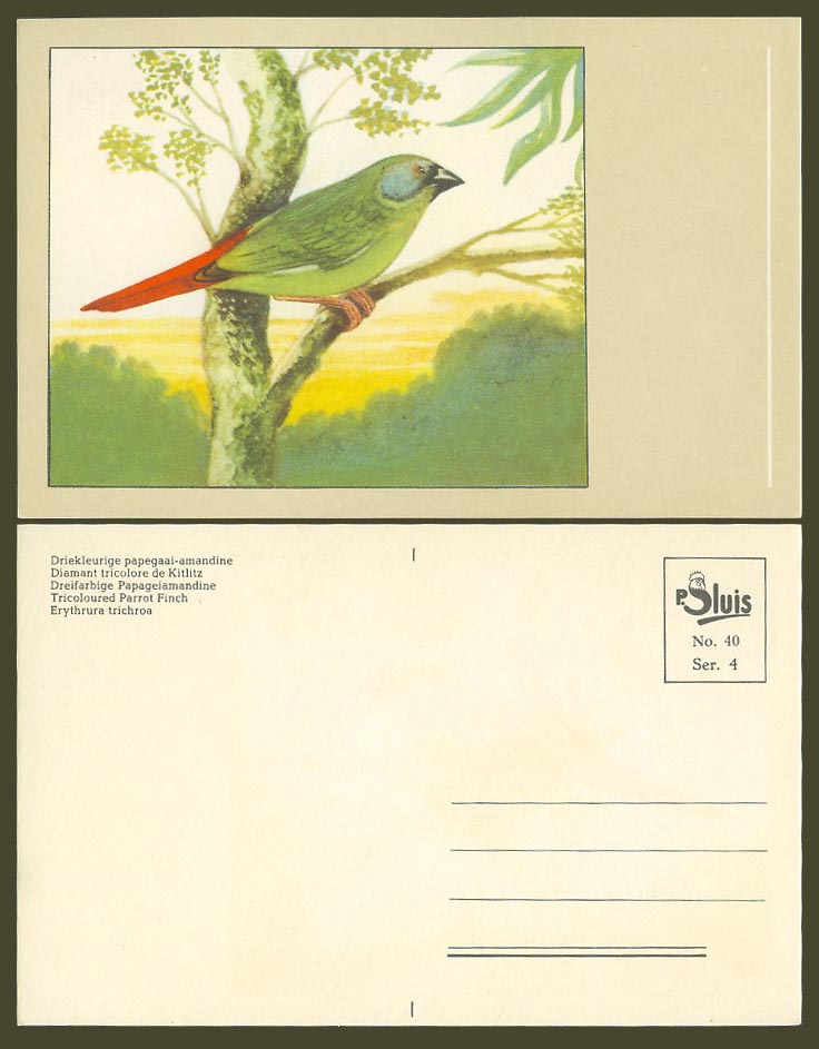 Tricoloured Parrot Finch Bird Art Drawn Old Postcard Diamant tricolore de Kitlit