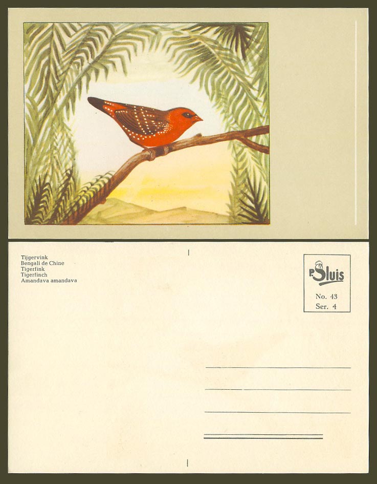 Tiger Finch Tigerfinch Bird Artist Drawn Old Postcard Bengali d Chine Tijgervink