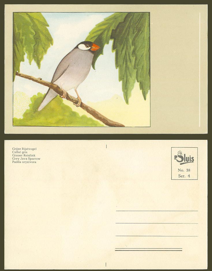 Grey Java Sparrow Bird Art Artist Drawn Old Postcard Grauer Reisfink Calfat gris