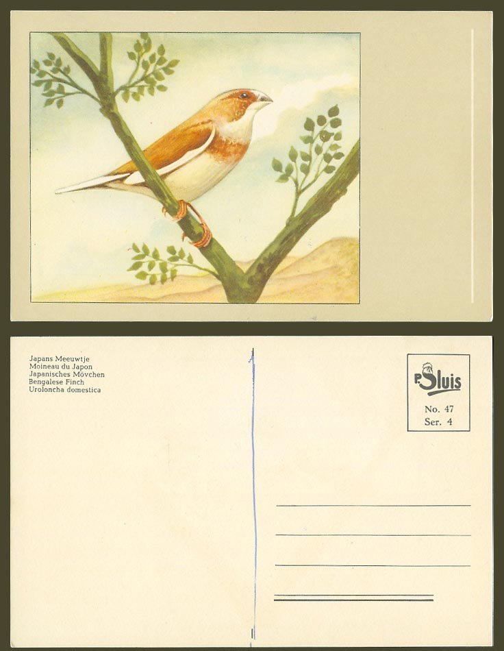 Bengalese Finch Bird Art Artist Drawn Old Postcard Japans Meeuwtje Moineau Japon