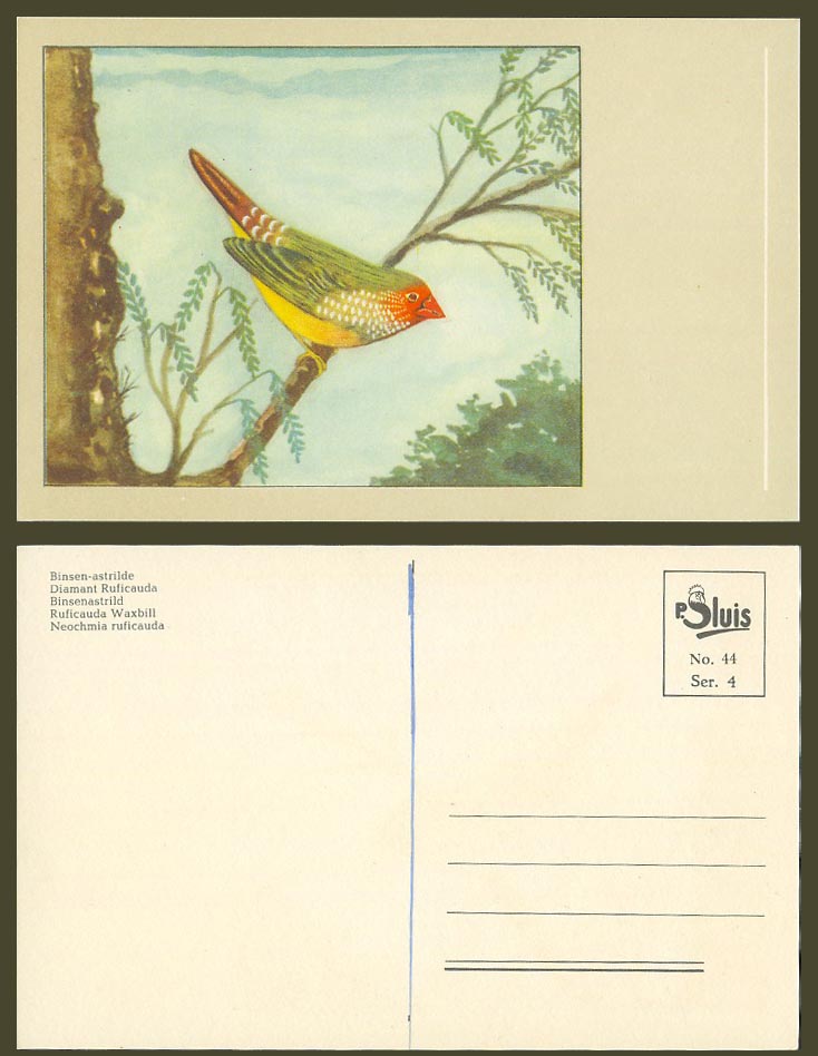 Ruficauda Waxbill Bird Artist Drawn Old Postcard Diamant Ruficauda Binsenastrild