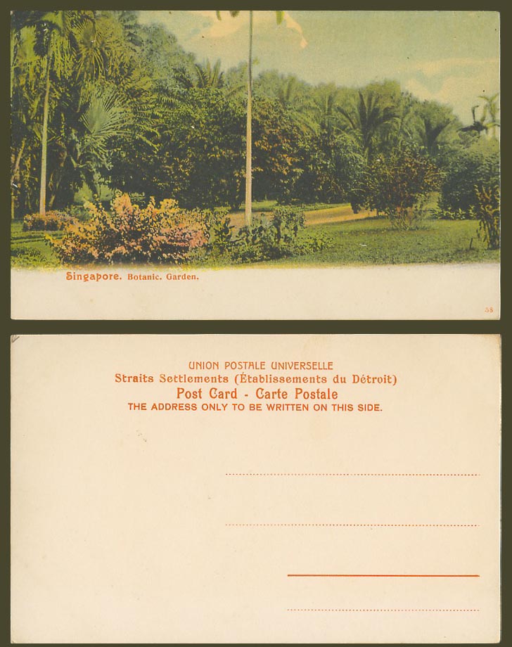 Singapore Old Colour Postcard Botanic Garden Botanical Gardens Palm Trees No. 58