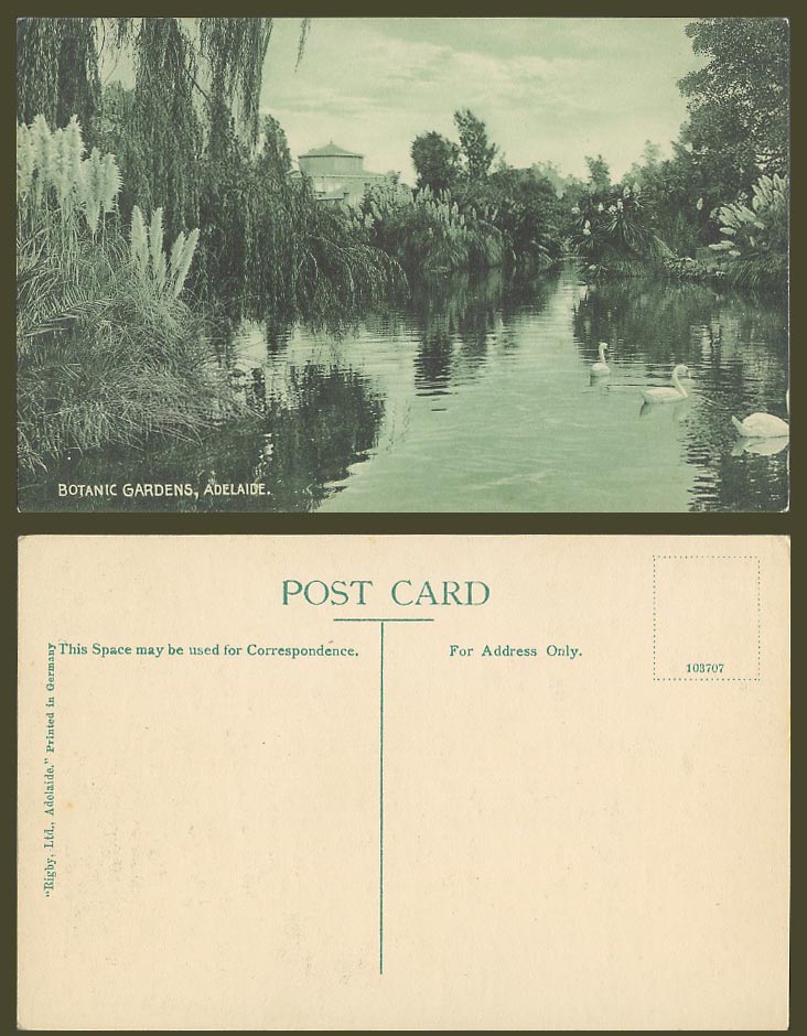 Australia Old Postcard Adelaide Botanic Gardens Botanical Garden Lake Swan Birds
