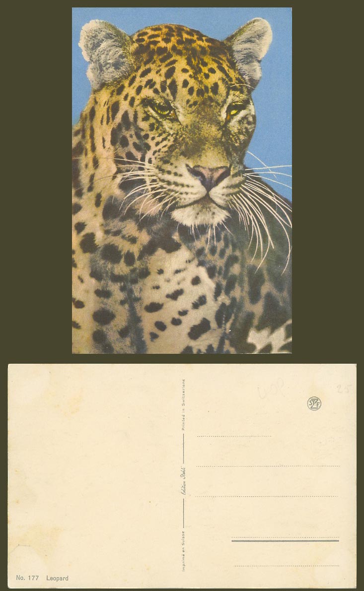 Leopard Animal - Old Colour Postcard Edition Stelhli No. 177 Switzerland Suisse
