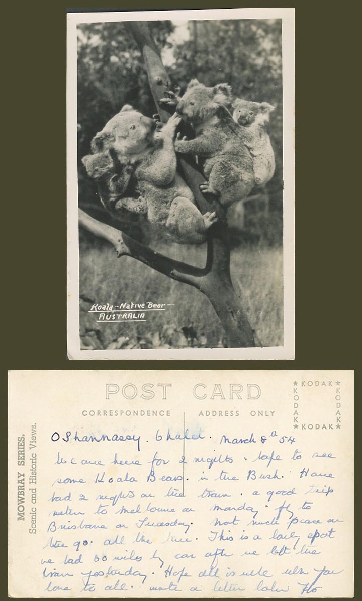 Australia Koala Native Bear Australian Animals Old Real Photo Postcard Mowbray S