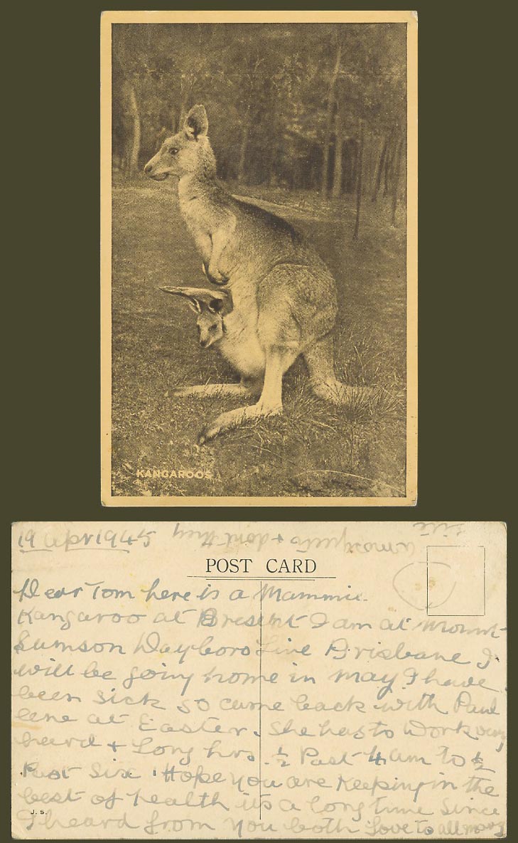 Kangaroo Kangaroos 1945 Old Postcard Native Australia Australian Animals Animal