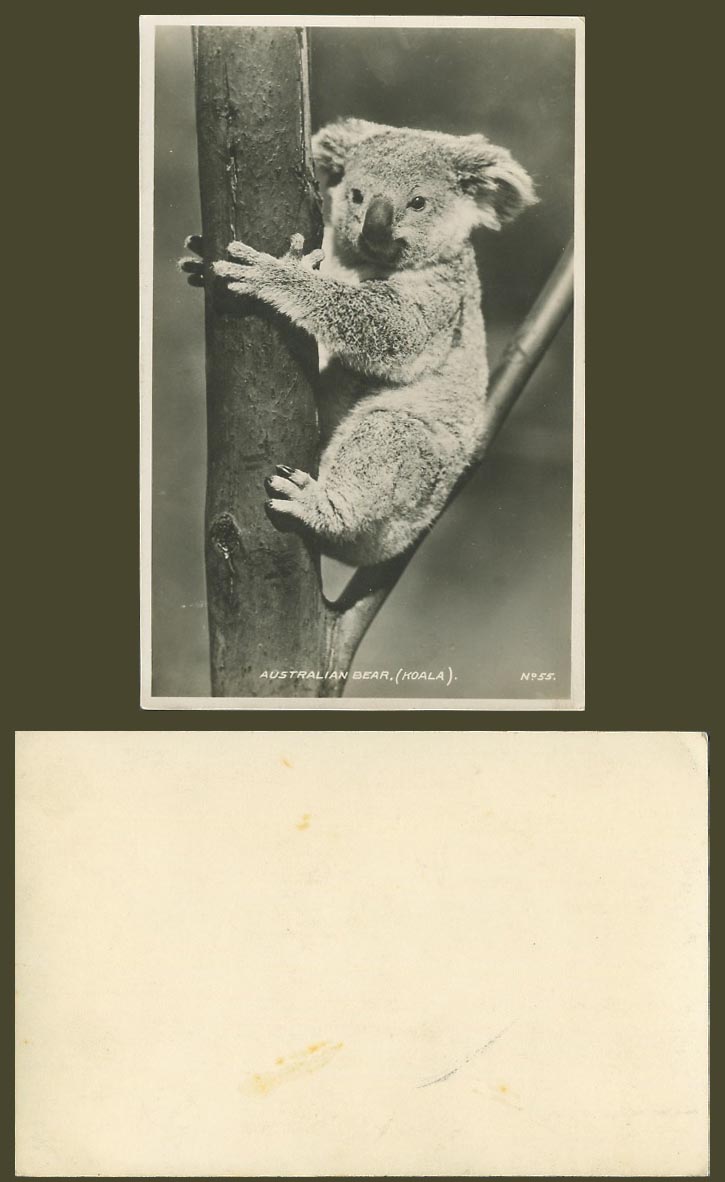 Australia Koala Native Bear Australian Animal Old Real Photo Postcard No. 55