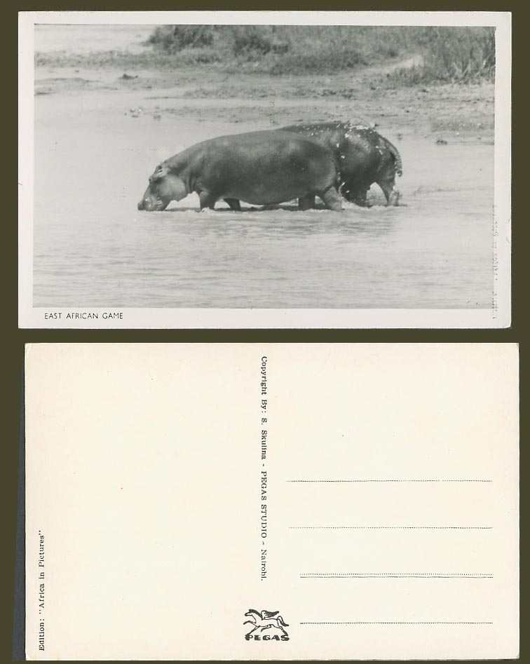 HIPPOPOTAMUS Hippo. East African Game, Kenya Nairobi Old Real Photo Postcard