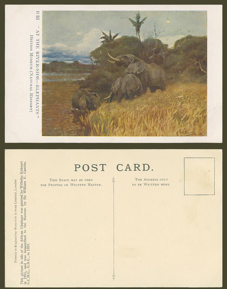 African Elephants at River Side by William Kuhnert in 1911 Old Postcard Elephant