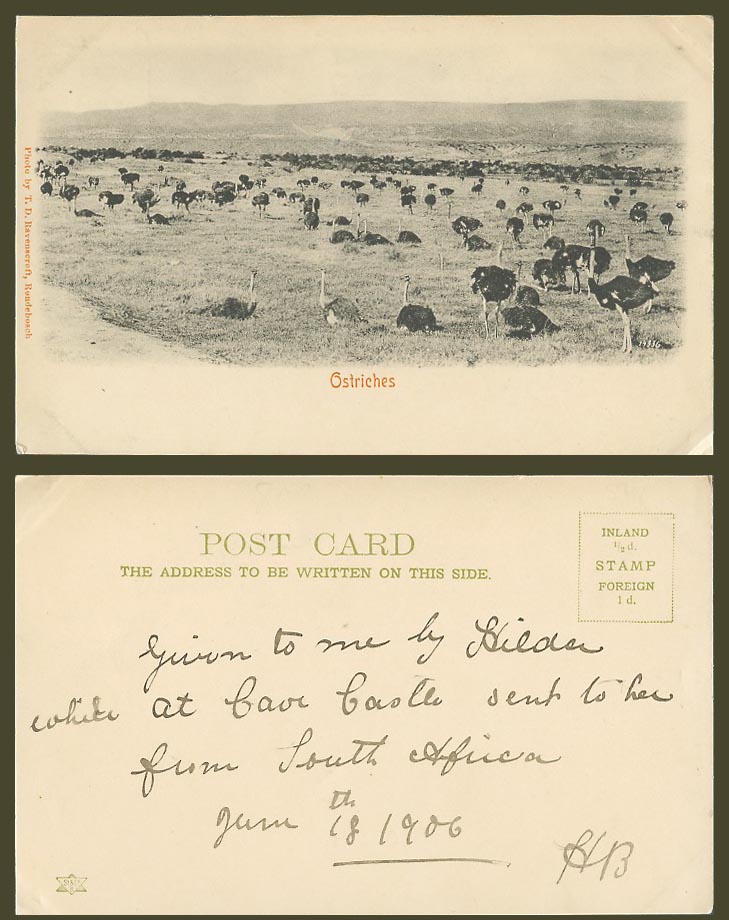 Ostrich Ostriches Birds Rondebosch South Africa 1906 Old UB Postcard