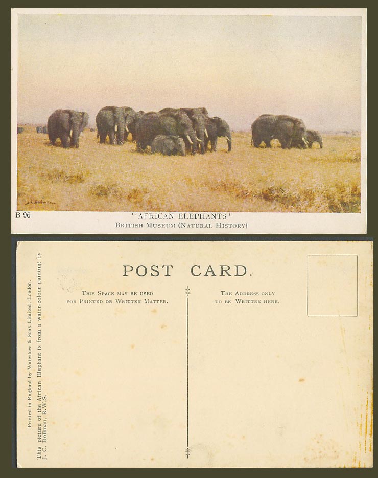African Elephants by J.C. Dollman - British Museum Natural History Old Postcard