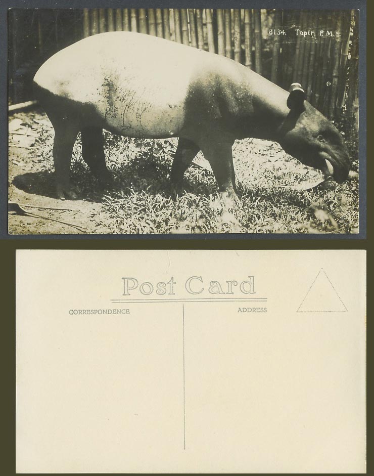 Tapir Native Malaya Animal F.M.S. Federated Malay States Old Real Photo Postcard