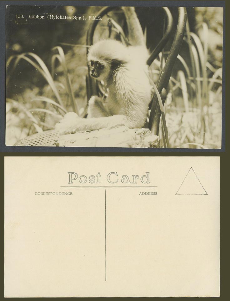 Gibbon Hylobates Spp. F.M.S. Federated Malay States Old Real Photo Postcard 133.