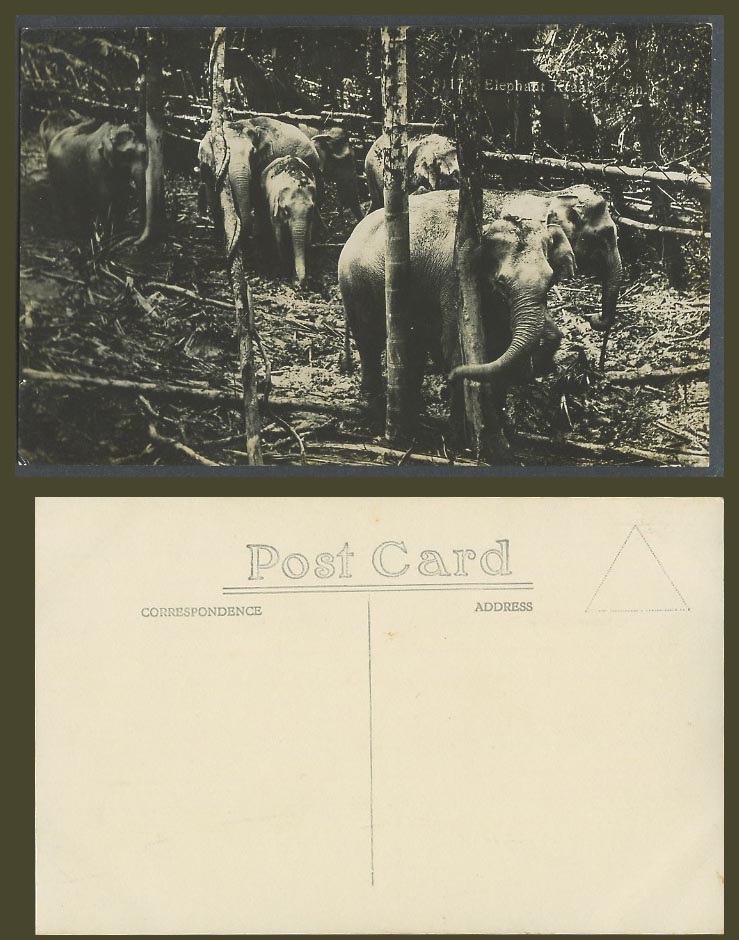 Perak Old Real Photo Postcard Elephant Kraal Tapah Elephants Malaya Animals 8117