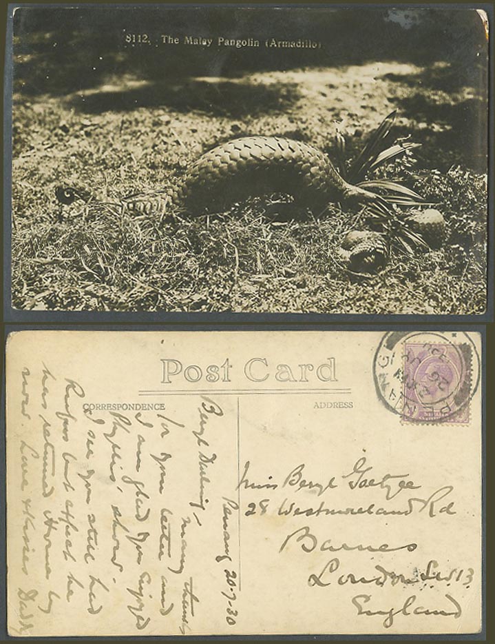 Singapore KG5 4c 1930 Old Real Photo Postcard Malay Pangolin Armadillos No.8112