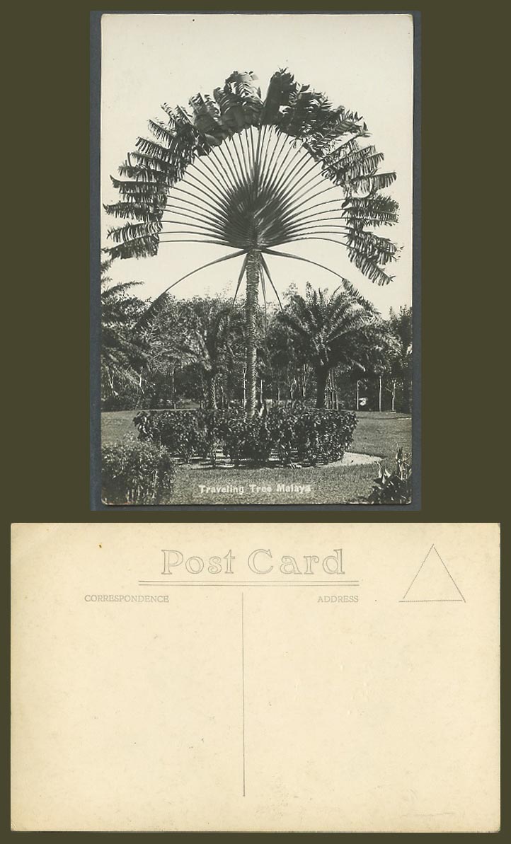 Singapore Old Real Photo Postcard Travelling Tree Malaya  Traveller's Palm Trees