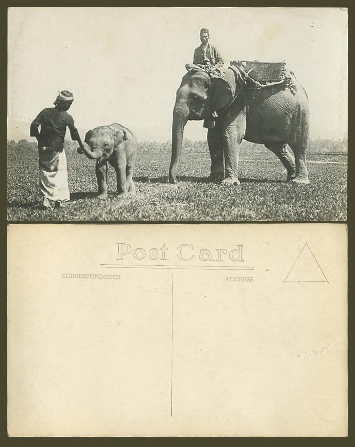 Singapore Old Real Photo Postcard ELEPHANTS Elephant Baby Cub Straits Settlement